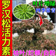 羅漢松專用營(yíng)養(yǎng)液急救葉枯病黃葉干尖百粉爛根復(fù)合肥料植物復(fù)活液 一瓶裝【急救】
