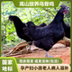 怡博士烏雞新鮮現(xiàn)殺正宗農(nóng)家散養(yǎng)土雞五黑雞烏骨雞活雞公雞月子雞老母雞 烏骨公雞一只(現(xiàn)殺現(xiàn)發(fā))孩子長(zhǎng)個(gè)