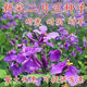 二月蘭花種子四季花海易活花草籽多年生宿根諸葛花草種子耐陰耐寒 1斤凈籽【100%正品】