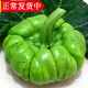 辰實(shí)姜餅瓜 云南新鮮姜柄瓜 小南瓜 南方小瓜蔬菜 2500g