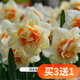 歐悟重瓣帶芽水仙花種球盆栽 百合花種球郁金香水養綠植花卉室內盆栽 B款重瓣水仙花球5個(gè)+花盆+營(yíng)養液