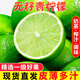 兮柔塔希提無(wú)籽青檸檬 鮮檸檬皮薄多汁奶茶飲品當季新鮮水果整箱現摘  1斤裝 【單果60-70g】