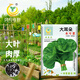 鳳鳴雅世小青菜陽(yáng)臺盆栽菜種蔬菜種籽四季大耳朵木耳菜種子10克   