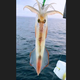 愚港魷魚(yú) 手釣大管魷魚(yú) DD 東山島冰鮮海釣船凍火箭魷魚(yú)海鮮水產(chǎn) 船凍1.2-1.5斤/條