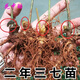 云南文山三七活苗三七種植苗藥材田七三七種子植物可盆栽 3年三七根苗(5棵/40元) 潮土包著(zhù)根部發(fā)/帶芽
