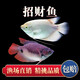 易萌 白招財魚(yú)活體戰船戰艦魚(yú)黑眼紅尾招財好養大型熱帶觀(guān)賞魚(yú)活魚(yú) 15-16cm黑眼+紅尾各1條