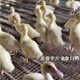 半斤白鴨苗桂柳白鴨快大種櫻桃谷鴨北京白鴨小白鴨苗大白鴨子包活 櫻桃谷白鴨_3-5兩發(fā)貨8只