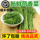 良知農哥【順豐】山東農家新鮮茴香菜 小茴香菜 健康輕食 3斤
