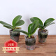 歐悟 蝴蝶蘭花苗盆栽室內觀(guān)花植物桌面陽(yáng)臺年宵花卉四季開(kāi)花綠植花卉 隨機品種三顆【實(shí)惠款】