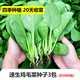 田間小徑蔬菜種子四季生菜家庭陽(yáng)臺盆栽庭院易種植草莓番茄黃瓜香菜籽 21號：雞毛菜種子（約1000粒)
