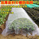 遇植（YUZHI）種菜防蟲網(wǎng)種菜 農(nóng)用防蟲網(wǎng)農(nóng)用蔬菜防蟲網(wǎng)大棚地種菜專用網(wǎng) 紗網(wǎng) 2米寬5米長防蟲網(wǎng)