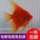 少羽紅魔鬼神仙魚(yú)燕魚(yú)凈版無(wú)黑斑七彩熱帶觀(guān)賞魚(yú)活體燕魚(yú)活體報損  紅魔鬼3-4厘米2條