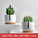 綠蔭巷子仙人掌球多肉植物盆栽室內(nèi)類電腦桌面綠植小盆栽組合好養(yǎng)肉肉盆景 【萬重山+金琥】白瓷含托盆 含盆