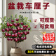 車(chē)厘子樹(shù)苗盆栽矮化客廳綠植大型室內櫻桃樹(shù)苗南北方可種陽(yáng)臺旺宅 【新手試種】車(chē)厘子小苗1顆/備注品種 11cm(含)-14cm(含)