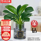 沭之美金鉆水培植物桌面綠植盆栽 金鉆+小清新灰玻璃瓶 源頭直發(fā)