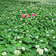 進(jìn)口白三葉草種子紅三葉種子草坪種子公園小區綠化綠肥三葉草種子 【白三葉種子凈籽】/斤