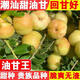 潮汕普寧崩坎甜種油甘果5斤新鮮現(xiàn)摘余甘果牛甘果橄欖甜油柑榨汁L 5斤