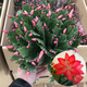 種花迷多色蟹爪蘭花苗盆栽當(dāng)年開四季開花重瓣螃蟹抓蓮好養(yǎng)易活室內(nèi)花卉 原盆土25-30棵國旗紅/當(dāng)年開花 不含盆