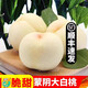 順豐蒙陰奶油大白桃當季水蜜桃脆甜桃白毛桃非白鳳桃新鮮水果整箱 優(yōu)選果【順豐】 5斤
