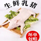 新食道整只乳豬 新鮮現殺速凍鎖鮮農家散養小香豬 脆皮乳豬送禮佳品 15斤左右（整只去內臟）