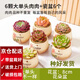 兩腿跑【送貨上門(mén)】教師節多肉植物帶盆桌面盆栽組合綠植花卉幼兒園盆栽 H3單頭6盆(帶盆栽好)