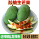 風(fēng)車(chē)車(chē)農場(chǎng)生芒果 生吃酸脆酸芒果 青芒果 生吃腌制 酸嘢 3斤（6包調料+爪刨）