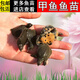 【保郵保活】甲魚苗幼苗批發(fā)三兩一公一母活體5兩半斤活團(tuán)魚養(yǎng)殖活體水魚鱉苗鱉大小王八400克5斤10斤 3-5g甲魚苗【一公一母】
