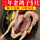 果鮮島 鴿子乳鴿生鮮 三年老鴿子 冷凍新鮮鴿子肉農家土鴿子現殺鴿子 三年老鴿子5只【每只約400g】