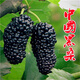 易水之夏桑葚樹苗當(dāng)年結(jié)果南方北方種植四季盆栽陽(yáng)臺(tái)種食用桑樹苗大葉白色 中國(guó)黑桑5年苗  80cm(含)-89cm(含)