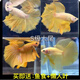 泰國斗魚(yú)母魚(yú)七彩婚紗尾觀(guān)賞魚(yú)桌面小寵物小型熱帶淡水魚(yú)好養包郵 精品黃色半月公/SS級大尾