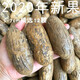 托托貼貼佛心果 菩提釋迦菩提原果金包玉彩果老果子菩提子吊墜料項(xiàng)鏈 精選千眼菩提5-7cm