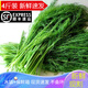 辰實【順豐發(fā)貨中】山東茴香菜新鮮 小茴香蔬菜 葷香菜苗回香 4斤 （推薦）