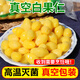 良知農哥白果新果 新鮮銀杏果生白果 鮮果仁 真空白果仁500g*1袋（需烹飪）