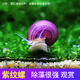 AIPHAROW觀(guān)賞螺活體淡水蘋(píng)果螺除藻螺洋蔥螺斑馬螺紫紋羊角螺工具螺金剛螺 紫紋螺2只