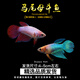 好養(yǎng)易活漂亮進口寵物泰國斗魚活體觀賞魚淡水熱帶魚小型半月活魚 隨機馬尾母魚1條