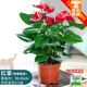綠有意紅掌盆栽植物室內(nèi)花卉好養(yǎng)土培一帆風(fēng)順大盆水養(yǎng)四季常青綠植 帶花紅掌3-5朵原盆+肥