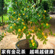 優(yōu)明靜名貴金花茶樹(shù)苗盆栽防城金花茶四季花卉植物庭院室外室內金茶花苗 1顆樹(shù)形飽滿(mǎn)高80CM 含盆