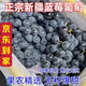 旋悅噥正宗新疆吐魯番藍(lán)莓葡萄當(dāng)季新鮮現(xiàn)摘無籽黑加侖提子 2斤