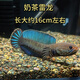 進口阿薩姆奶茶雷龍魚火背酒紅幻彩紅寶石幻藍鬼王黃金眼睛雷龍魚 進口奶茶雷龍6-7厘米