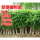 素蜜紫穗槐樹(shù)苗防沙固沙護坡灌木國槐樹(shù)苗刺槐樹(shù)苗耐寒耐旱固土綠化苗 紫穗槐30-50高共100棵 10cm以下