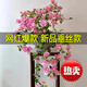 新品垂絲三角梅品種新款多色重瓣好養(yǎng)活耐旱陽臺盆栽室內(nèi)四季開花 垂絲款 百變紅櫻【四季開花】2棵