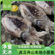 遇上鮮 舟山墨魚仔 海鮮 新鮮冷凍小烏賊 凈含量3斤(5-6只/斤) 源頭直發(fā)