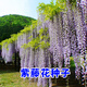 碧鼎紫藤花種子四季易種爬藤耐寒多年生花籽開(kāi)花攀爬花卉盆栽藤本植物 紫藤種子 20粒裝+肥