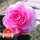 歐悟 茶花苗 山茶花樹(shù)苗盆栽地栽四季開(kāi)花花卉庭院陽(yáng)臺植物南北方種植 十八學(xué)士 三年苗（明年開(kāi)花）