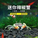 墨一迷你蟹辣椒蟹可與燈科魚孔雀魚蝦混養(yǎng)吃渦蟲除藻活體觀賞水生寵物 辣椒蟹3公3母+2只備損】