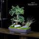 瀚林怡景（HANLINYIJING）澳洲杉不老松盆景樹樁造型植物室內(nèi)客廳辦公室盆栽陽臺綠植南洋杉 澳洲杉-紫砂四方盆