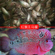 AIPHAROW泰國進(jìn)口羅漢苗熱帶觀(guān)賞魚(yú)活體鴻運泰金花紋紅德薩高爆頭率羅漢魚(yú) 高起頭紅候馬騮5條裝（2-3cm）