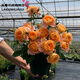 源乙彩月季花苗當年開花爬藤特大花四季盆栽地載花苗庭院藤本植物歐月 果汁陽臺【不爬藤拍2顆送一顆】 小杯苗