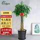 Only you【2小時(shí)達】發(fā)財樹(shù)大型盆栽綠植花卉室內客廳辦公室開(kāi)業(yè)喬遷生日 五辮發(fā)財樹(shù)