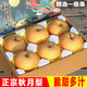 大口七八山東秋月梨10萊陽梨子新鮮水果當(dāng)季禮盒黃花大酥雪梨整箱3現(xiàn)摘 5斤 丨精選中大果丨脆甜多汁丨